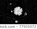 Monochrome 77935072