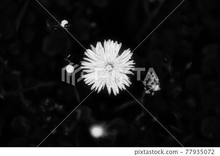 Monochrome 77935072