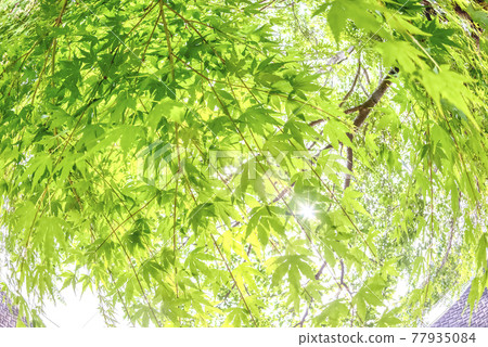 神奈川縣宮瀨湖濱公園的新鮮綠楓的圖像剪裁 神奈川縣宮瀨湖濱公園的新鮮綠楓的圖像剪裁 77935084