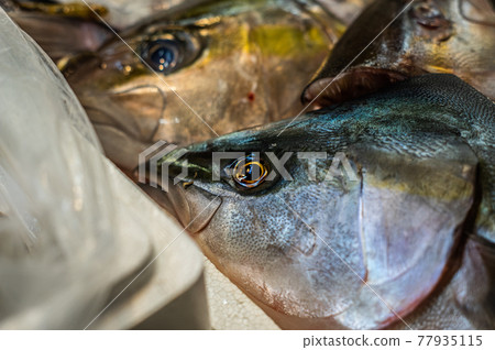Market fish Market fish 77935115