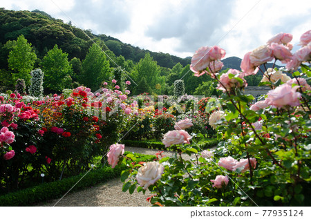 Kawazu Bagatelle Park Kawazu Bagatelle Park 77935124