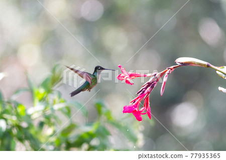 前來吸食花蜜的蜂鳥 前來吸食花蜜的蜂鳥 77935365