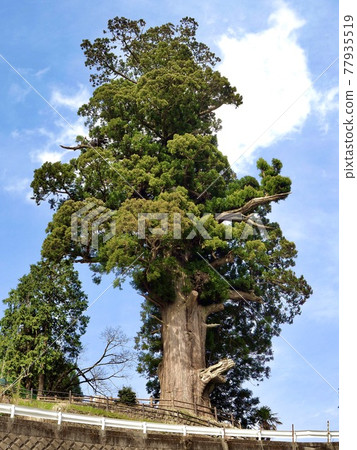 Houkisugi at Nishitanzawa, Kanagawa Prefecture, estimated to be over 2000 years old, a nationally designated natural monument Houkisugi at Nishitanzawa, Kanagawa Prefecture, estimated to be over 2000 years old, a nationally designated natural monument 77935519