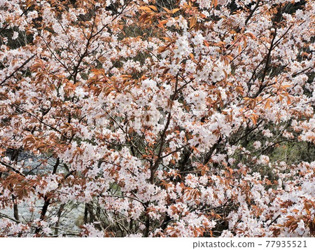神奈川縣西丹澤市山櫻1號 神奈川縣西丹澤市山櫻1號 77935521