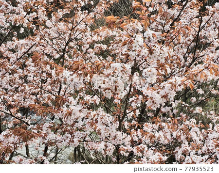 神奈川縣西丹澤市的山櫻2 神奈川縣西丹澤市的山櫻2 77935523