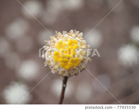 神奈川縣 西丹澤三又 花 神奈川縣 西丹澤三又 花 77935530