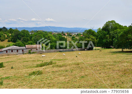 Pérouges, France, countryside ranch, landscape with cows, taken in July 2020 Pérouges, France, countryside ranch, landscape with cows, taken in July 2020 77935656