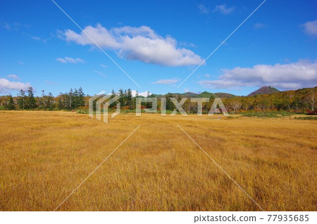 Kyowa-cho, Hokkaido, autumn leaves of the Shinsennuma Marsh Kyowa-cho, Hokkaido, autumn leaves of the Shinsennuma Marsh 77935685
