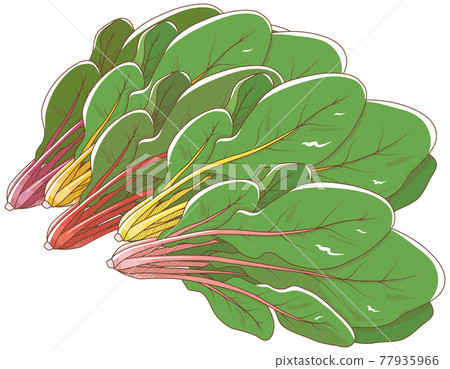 Swiss Chard 77935966