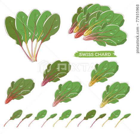 Swiss chard set - Stock Illustration [77935968] - PIXTA