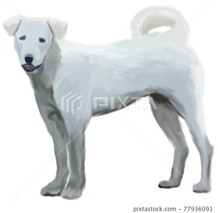 一隻白色中型犬的站立圖和全身圖 一隻白色中型犬的站立圖和全身圖 77936091