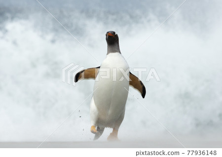 Gentoo penguin on a stormy beach by Atlantic ocean Gentoo penguin on a stormy beach by Atlantic ocean 77936148