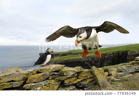Atlantic puffin in flight 77936149