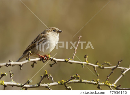 Portrait of a house sparrow juvenile perched on a tree branch Portrait of a house sparrow juvenile perched on a tree branch 77936150