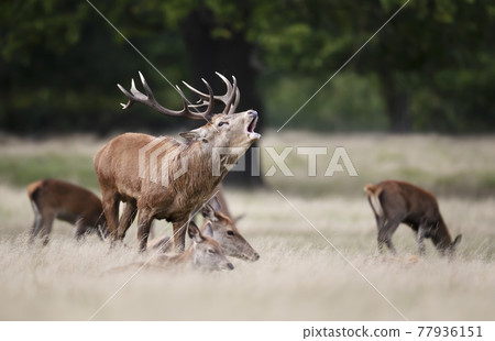 Red Deer with a group of hinds during rutting season Red Deer with a group of hinds during rutting season 77936151