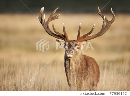Portrait of a red deer stag 77936152