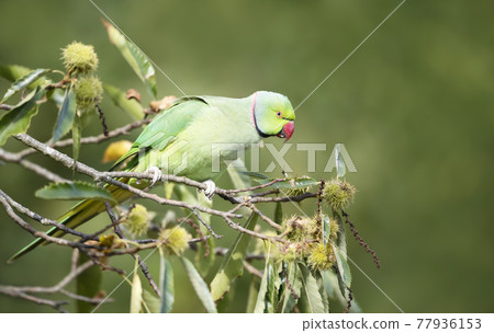 Ring-necked Parakeet perched in a sweet chestnut tree Ring-necked Parakeet perched in a sweet chestnut tree 77936153