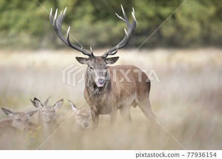 Red Deer stag with a group of hinds during rutting season in autumn 77936154