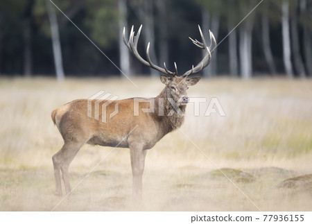 Close up of a red deer stag in autumn Close up of a red deer stag in autumn 77936155