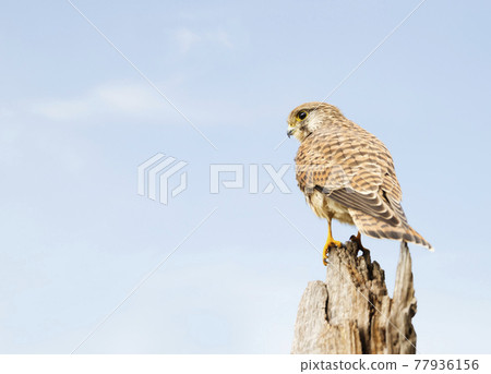 Common kestrel perched on a tree trunk Common kestrel perched on a tree trunk 77936156