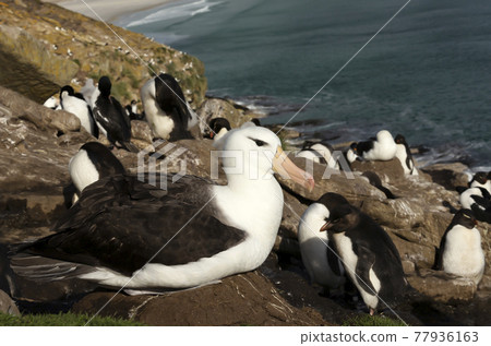 Close up of a Black-browed Albatross sitting on a nest 77936163