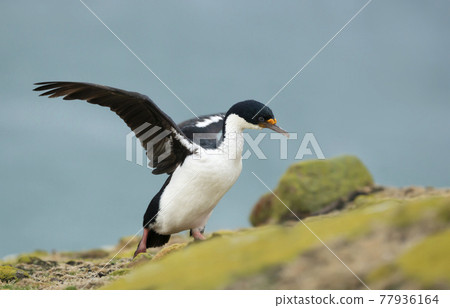Close-up of an Imperial shag on a rocky coastal area 77936164
