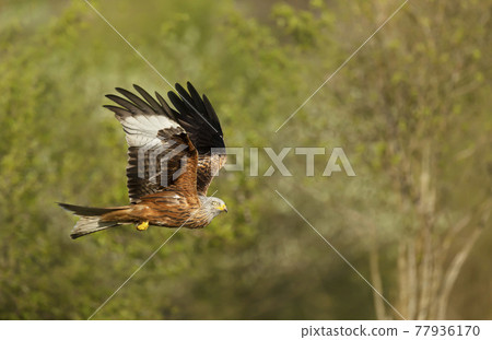 Close up of a Red kite in flight over trees Close up of a Red kite in flight over trees 77936170