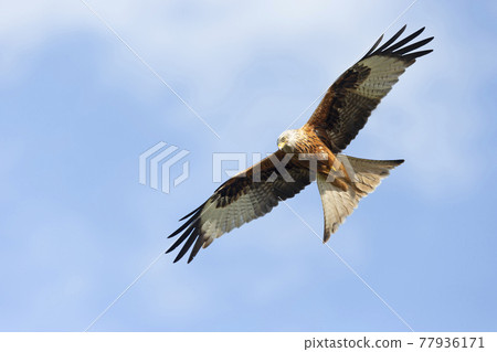 Close up of a Red kite in flight Close up of a Red kite in flight 77936171