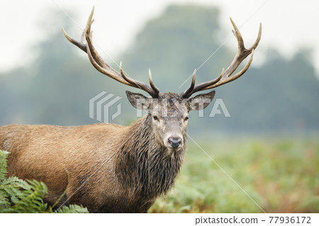 Portrait of a red deer stag Portrait of a red deer stag 77936172