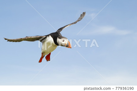 Close up of Atlantic puffin in flight 77936190