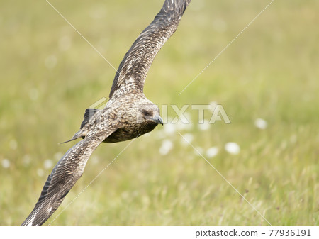 Great Skua in flight in moorlands Great Skua in flight in moorlands 77936191