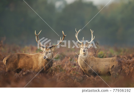 Close-up of two red deer stags in autumn Close-up of two red deer stags in autumn 77936192