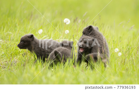 Close up of playful Arctic Fox cubs in green grass Close up of playful Arctic Fox cubs in green grass 77936193