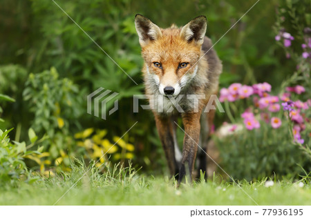 Close up of a red fox in summer Close up of a red fox in summer 77936195