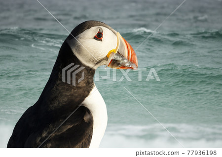 Atlantic puffin with sand eels 77936198