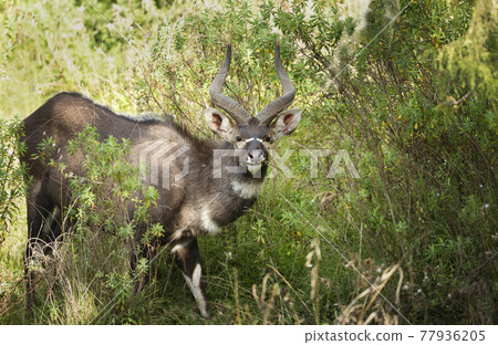 Close up of a Mountain Nyala 77936205