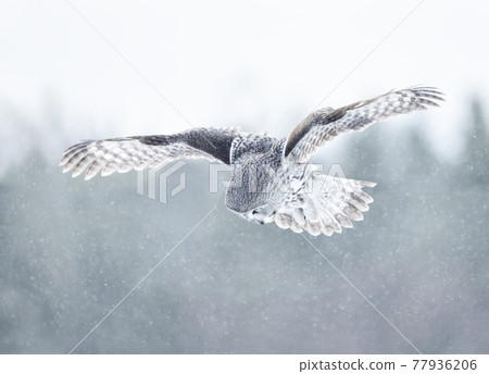 Great grey owl in flight 77936206