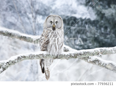 Great Grey Owl perched in a tree in winter 77936211