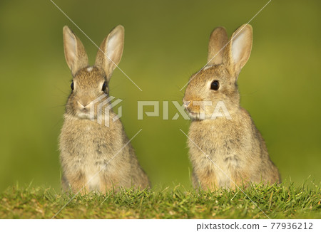 Close up of two cute little rabbits in meadow 77936212