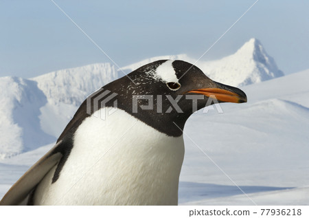 Close up of a Gentoo penguin in winter Close up of a Gentoo penguin in winter 77936218