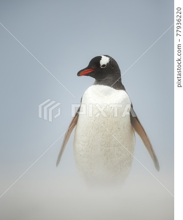 Close up of a Gentoo penguin on a beach 77936220