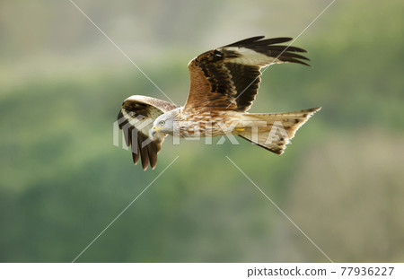 Close up of a Red kite in flight Close up of a Red kite in flight 77936227