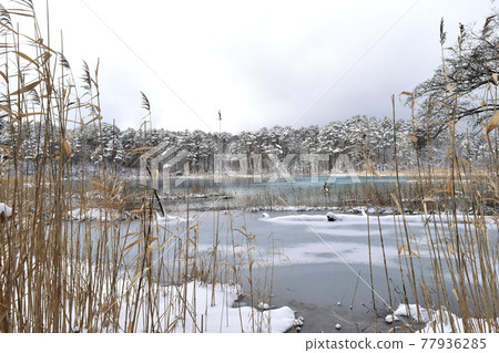 Bentennuma in winter 77936285