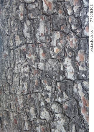 Pine tree bark texture 77936308
