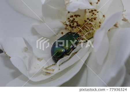 Macro of a beetle 77936324