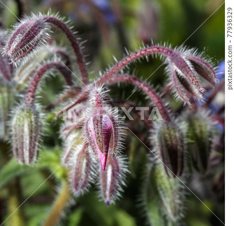 Borage buds in a garden 77936329