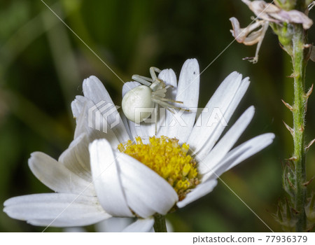 A Misumena vatia A Misumena vatia 77936379
