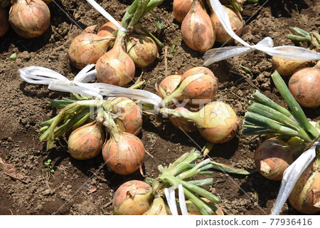 Harvest of home garden and onion 77936416