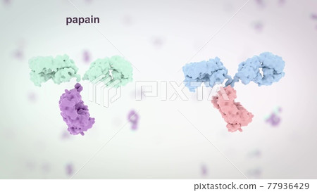 medically accurate medical illustration of an antibody medically accurate medical illustration of an antibody 77936429