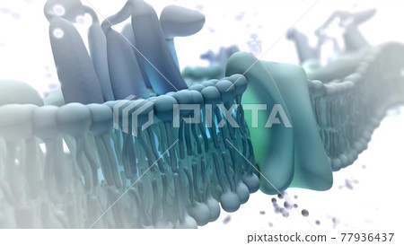 Lipid Medical ,medical illustration Lipid Medical ,medical illustration 77936437
